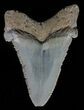 Serrated, Angustidens Tooth - Megalodon Ancestor #61695-1